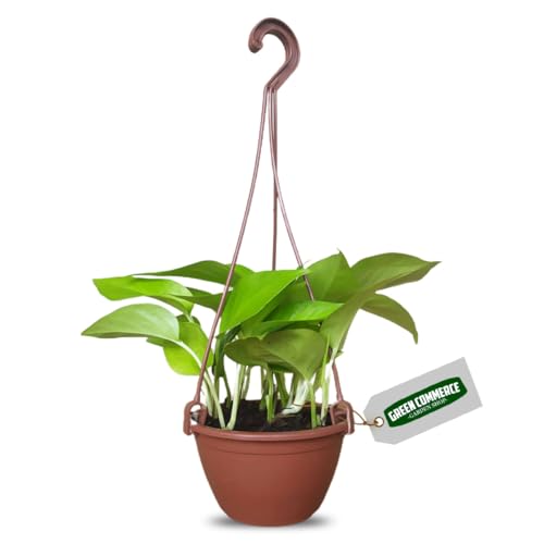 Muda de Jibóia Amarela Na Cuia Ideal Para Ambientes Internos e Apartamentos Fácil de Cuidar