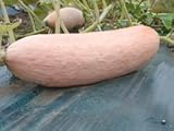 Squash Pink Banana Jumbo Garden Heirloom Vegetable Seeds by Seed Kingdom (15 Seeds)