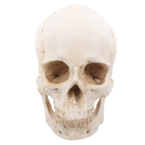 Modèle de crâne 1:1 pour éducation médicale et cours d'anatomie