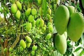 Uniquetree Amrapali Mango Live Plant (Thai Vairety Healthy Rare Plant With Pot) Sweet & Teasty Grafted (B0C2GXH117) Amazon Price History, Amazon Price Tracker