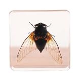 lkylvee esemplare di insetto naturale - esemplari di insetti cicale reali - collezione di tassidermia degli insetti per l'educazione scientifica e l'ornamento della scrivania,d,7cm