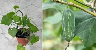 Ivy gourd plant seeds (8 stem) (B0C85FN2MH) Amazon Price History, Amazon Price Tracker