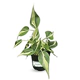 Philodendron Hederaceum Silver Stripe [Winter Thermal Packaging Included] Rare Heart-Shaped Leaves with Silver Cream Streaks, Trailing Indoor Plants for Elegant Hanging Decor, 4' Pot