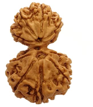 Gemstone King Garbh Gori Rudraksh Original IGL Lab Tested ? ? ?? Amazing Nepali Brown Loose Beads Garbha Gauri Rudraksha with Silver Capping & Blessings of God Use for Pooja Purpose