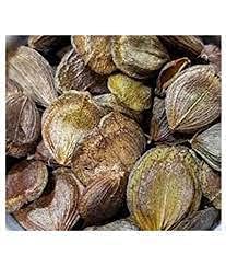 Harsingar (Parijaat) Plant Seeds(10 Seeds per packet) (B0BQMVNB92) Amazon Price History, Amazon Price Tracker