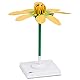 3B Scientific Scharbockskrautblüte (Ficaria verna), Modell