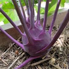U-GROW INDIA PURPLE KNOL KHOL SEEDS (50 SEEDS/PACKET) (B09WYHP1ND) Amazon Price History, Amazon Price Tracker
