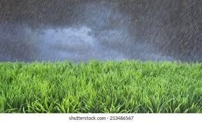 grass seeds for Home and Gardening - SH0263- (PACK OF 30 SEEDS