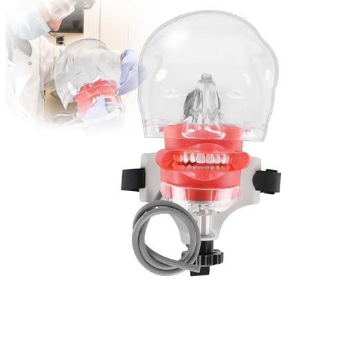 Simulador de Maniquí Dental Cabeza Fantasma   con Modelo de Dientes Tipodont Fijo en Silla 1:1 Alta Emulación 360 Grados Ajustable para Escuelas de Odontología Capacitación en Laboratorio