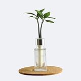 日本古来の植物 「良縁を結ぶ ご神木 梛 (なぎ) の木」と コスメ感覚 ガラス製ミニボトル「コスメリーフ 4月誕生石色 ダイヤモンド」1個セット【土なし 清潔 水やり簡単 G-STICK】