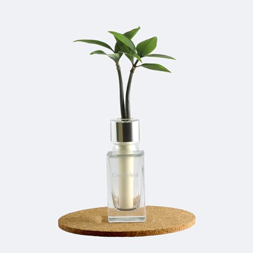 日本古来の植物 「良縁を結ぶ ご神木 梛 (なぎ) の木」と コスメ感覚 ガラス製ミニボトル「コスメリーフ 4月誕生石色 ダイヤモンド」1個セット【土なし 清潔 水やり簡単 G-STICK】