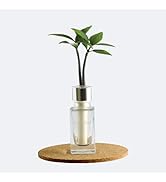 Amazon｜日本古来の植物「槇(マキ)の木 花言葉：『慈愛』『色あせぬ恋