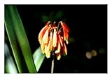 Seeds & Plants Shop by Ipsa
