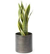 bloomee(ブルーミー) サンスベリア 6号サイズ 観葉植物 (メタル鉢 付) 本物 大型 室内用 鉢 (金運アップ 空気浄化 風水) おしゃれ インテリア 大きい (ギフト プレゼント お...