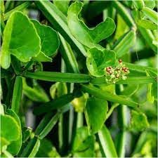 DevilS Backbone Winged Treebine Cissus Quadrangularis Gudametige Asthibhanga Asthisamhara Harabhanga Ghanasvel Changalamparanda Mangaravalli Harajora Hadasankal Live Plant (B0CVTZZDCT) Amazon Price History, Amazon Price Tracker