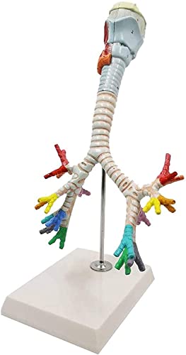 Modèle d'anatomie du larynx pour visualiser l'arbre bronchique et surmonter l'apprentissage abstrait