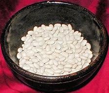 Bean Navy Great Heirloom Garden Vegetable by Seed Kingdom Bulk Semillas de 1 libra