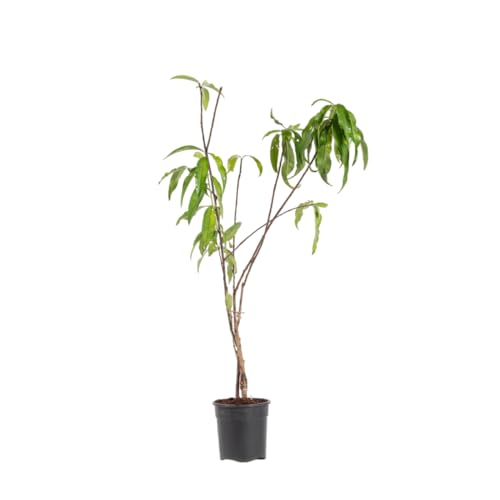 Image of Peach Fruit Live Plant (Andu) - Outdoor Fruit Plant | High Yield Variety | Grows Well in All Climates | Pack of 1 Healthy Live Plant