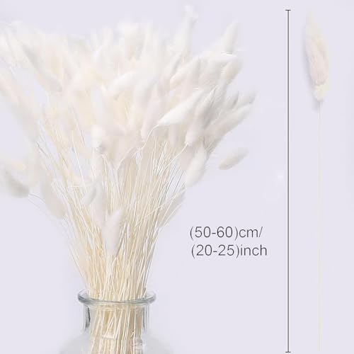 Image of TIED RIBBONS Set of 50 Pcs Natural Dried Bunny Tail Pampas Grass White Color Bunny Tail Pampas Boho Bouquet Artificial Flowers Decor for Table Vase Living Room Home Decoration (20 inch Length)