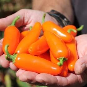 Golden Hills Farm Hybrid chilli orange jalapeno 20-79 seeds (B0CVXSWZKK) Amazon Price History, Amazon Price Tracker