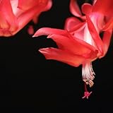 TriStar Plants - Thanksgiving Cactus - 4' inch Pot, Fasle Christmas Cactus, Easter Cactus, Holiday Plant, Winter Flowers, Christmas Plants, Winter Blooms (Caribbean Dancer)