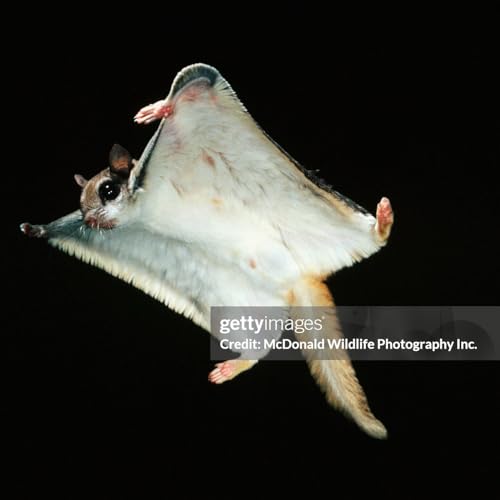 Taking Flight and Digging In (to the Ice)