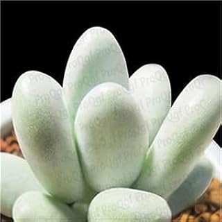 2Pcs Succulent Mini Plant Graptopetalum amethystinum Anacampseros telephiastrum Echeveria purpusorum Cotyledon tomentosa - (Color: 24)