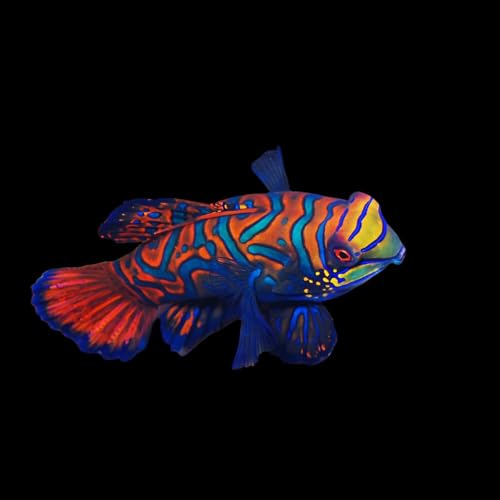 Captive-Bred Mandarin Dragonet Fish