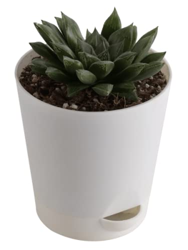 See full amazon price history chart for UGAOO Haworthia Maculata Succulent Live Plant with Pot UGAOO Haworthia Maculata Succulent Live Plant with Pot (B09PF2ZMSZ) Amazon Price History, Amazon Price Tracker