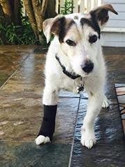 Image of Carpal Wrist Wrap (medium 3 inch-4 inch)