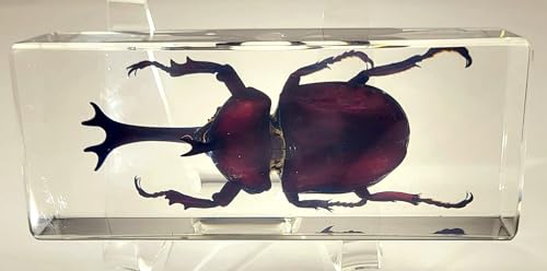 Image of 4.3 inch Real Japanese Rhinoceros Beetle in Crystal Clear Lucite Resin Specimen Preserved Allomyrina Dichotoma Insect Paperweight Taxidermy Collection for Biology Science Education Desk Display Supplies