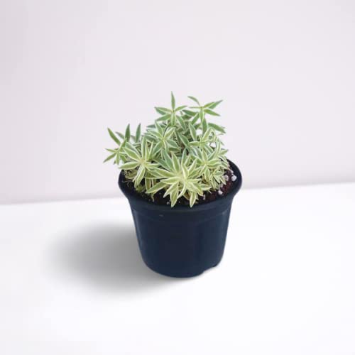 OhhSome Succulent Plant Sedum Lineare Variegatum |Cream And Green Carpet Mix Exotic Family Indoor - |House|Indoor|Bedroom|Table|Living Room|Office Decoration Gift (Healthy Live Plant) (B09K4GX5TV) Amazon Price History, Amazon Price Tracker