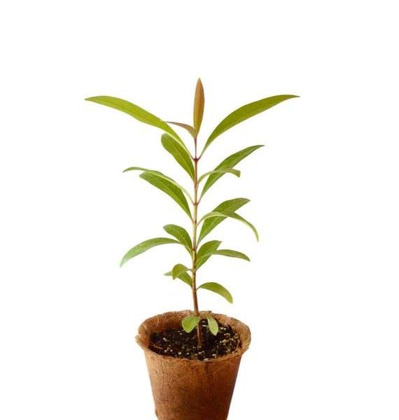 selfline | black hybrid jamun tree plant black jamun java plum healthy live plant