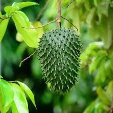 Lakshman Fruit Live Plant लक्ष्मण फल(Green Colour Fruit) Annona muricata-Pack Of-2-With Pot (B0CPLMYNZ1) Amazon Price History, Amazon Price Tracker