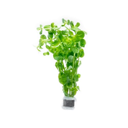 SubstrateSource Rotala Indica Green