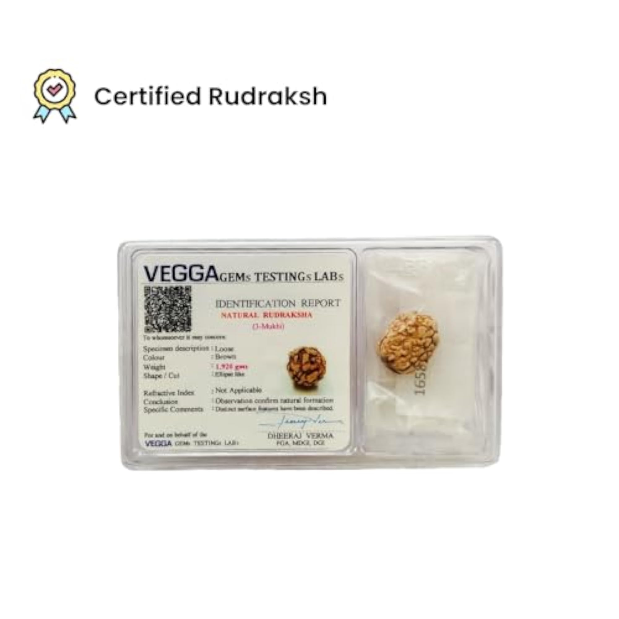 3 Mukhi Original Certified Nepali Rudraksha Pendant, Unisex