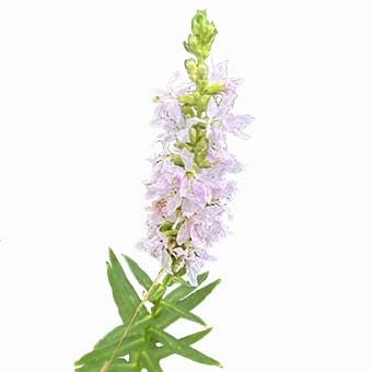 N ミソハギ パープル 10株 まとめ購入希望の方どうぞ