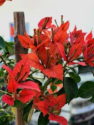 Image of Rare Bougainvillea Live Flower Plant || Healthy Live Plant with Grow Bag & Secure Packing || Beautiful Flower Garden Decoration (red)