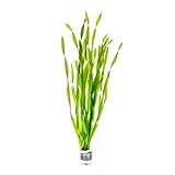 SubstrateSource Live Plant - Tall Grass, Corkscrew Vallisneria - Easy Care, Moderate to High Light, Bright Green Accent, Freshwater Aquatic Plant for Aquascaping - Lead Bunch