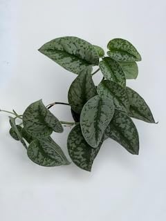 Scindapsus Pictus -Satin Pothos - Silver Cloud -Epipremnum Pinnatum House Plant