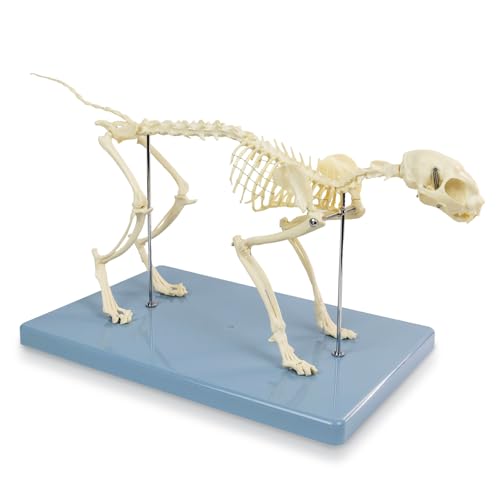 Image of Adult 8.25 inch Tall - Life Size Cat Skeletal System, Anatomical Model, Domestic Shorthair Medical Quality