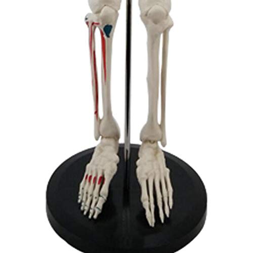 Squelette anatomique 85 cm AMITD à membres articulés et nerfs spinaux