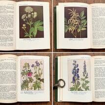 Amazon.co.jp: ドイツの古い植物図鑑(Waldblumen und Farngewachse