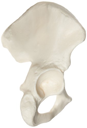 Image of 3B Scientific A35 /5R Right Hip Bone Model