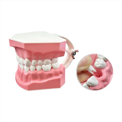 YOUYA DENTAL 1.5x Large Typodont Model for Brushing and Flossing Practice #TOP20