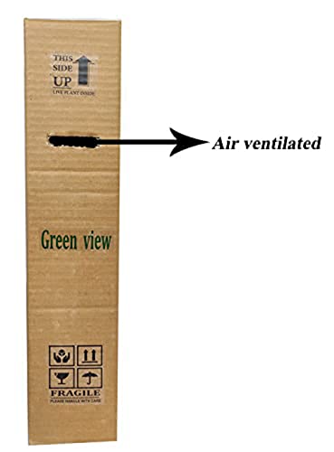 Green View® Mosambi Sweet Lemon Grafted Plant, Live Citrus Fruit Tree for Home Garden, Juicy Nimbu Mosambi Plant for Pots, Balcony, Terrace & Outdoor Gardening,