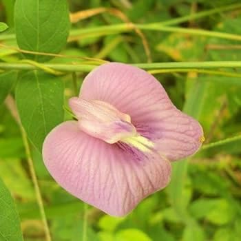 Image of Butterfly Pea Mixed Color Flower Seeds, 35 Count, Double and Single Petals, Medicinal Climbing Vine for Outdoor Garden, Shankhpushpi Hybrid Seeds with Blue, Red, Pink, Yellow Blooms. NLH 9