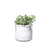 Phoenix Vine 4 Inch Self Watering Planter Pot...