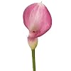 GlobalRose 10 Lavender Mini Calla Lily Responsibly Sourced Lilies Flowers Hand-Picked Flowers Fresh Bouquet for Graduation, Anniversary, Birthday & Special Occasions