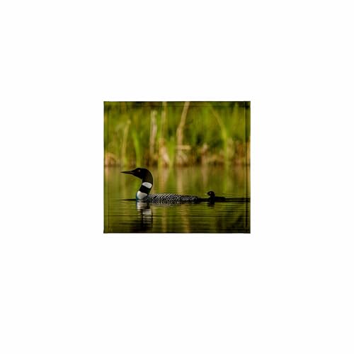 3dRose Common Loon with Chick on Small Mountain Lake Near Whitefish, Montana 11x12 Wash Cloth for Face and Body